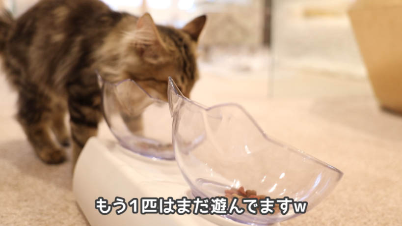 実食！】モンプチ子猫用５種のブレンドのレビュー - ねことぼく